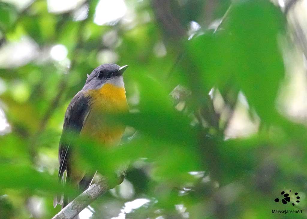 Eastern Yellow Robin by Maryse Jansen