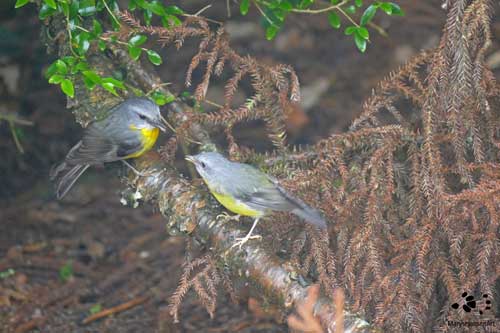 Eastern Yellow Robin and Chick by Maryse Jansen