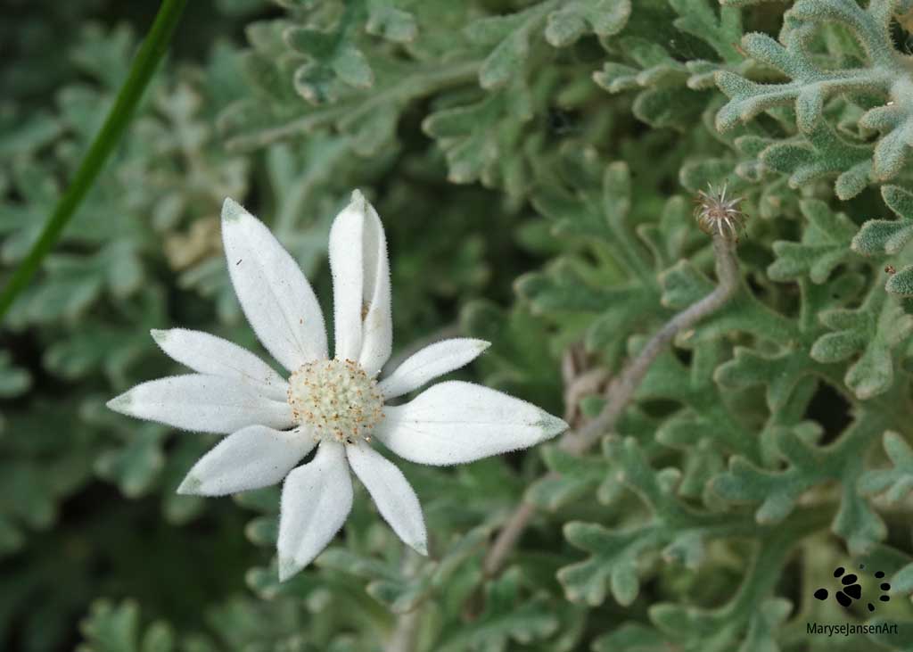 Flannel Flower by Maryse Jansen