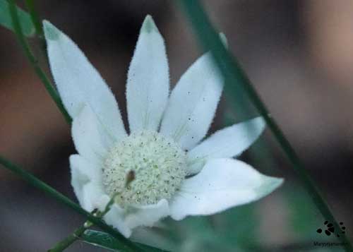 FLannelFlowerCloseUp Maryse Jansen Flannel Flower Close Up by Maryse Jansen