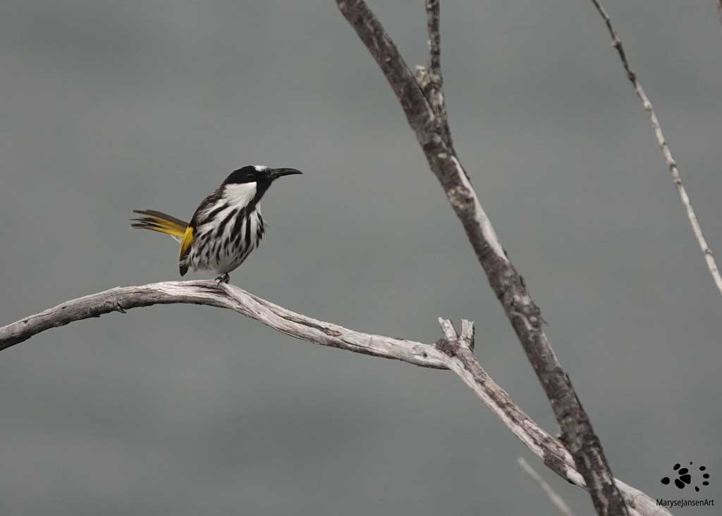 White-cheeked Honeyeater by Maryse Jansen