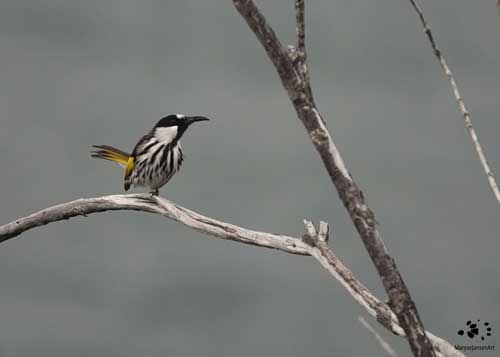 White-cheeked Honeyeater by Maryse Jansen
