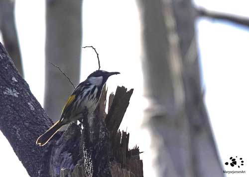 White-cheeked Honeyeater Feeding by Maryse Jansen