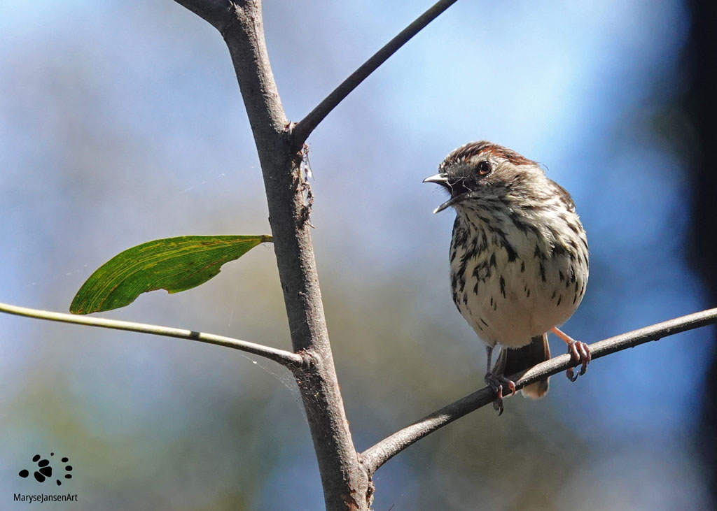 Speckled Warbler by Maryse Jansen