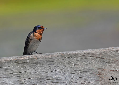 Welcome Swallow by Maryse Jansen