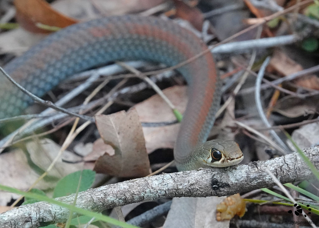 Yellow-faced Whip Snake by Maryse Jansen