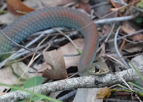 Yellow-faced Whip Snake by Maryse Jansen