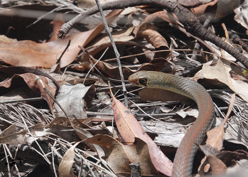 Yellow-faced Whip Snake Alert by Maryse Jansen